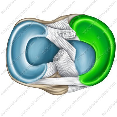 Medial meniscus (meniscus medialis)